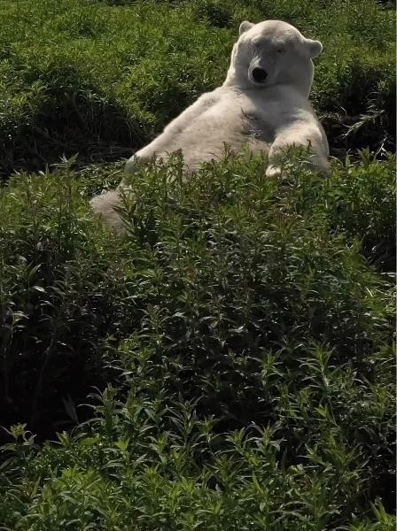 Polar bear gif that can live because all the ice is melted