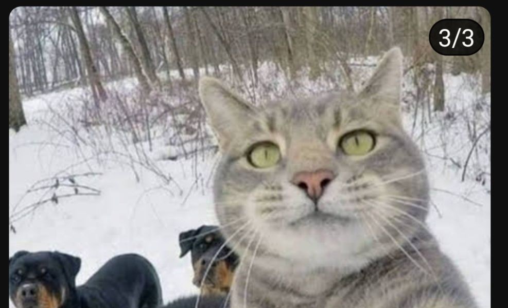 A cat selfie