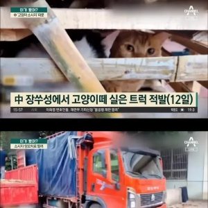 Chinese Cㄷjpg Makes Sausage With Cat