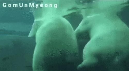 The polar bear gif that hurt more than I thought
