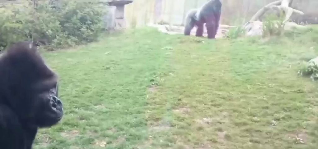 (SOUND)Why You Shouldn't Tap Your Heart in front of Gorillas