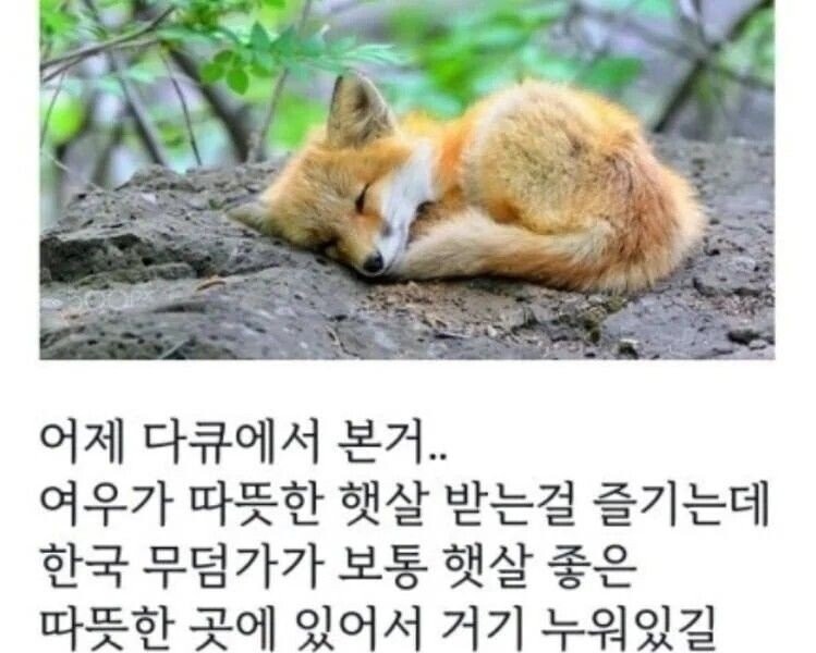 Why Foxes Appear as Villains in Korean Traditional Fairy Tales