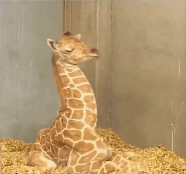 Baby giraffe sleeping