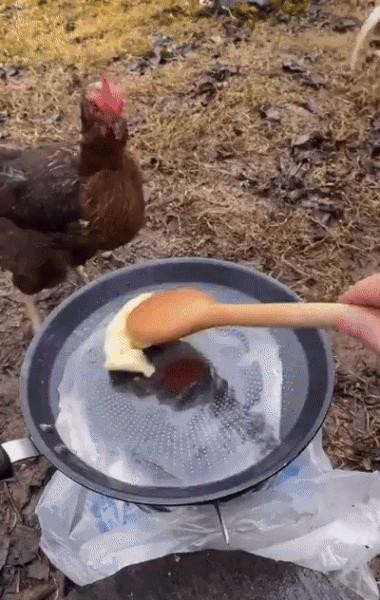 The end of a chicken that stole butter