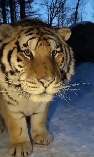 Tiger Filmed in Primorsky Krai