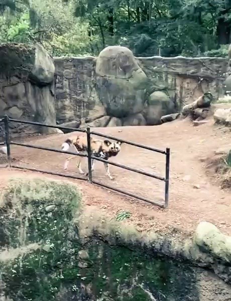 (SOUND)African Wild Dog Licaon with a Dog