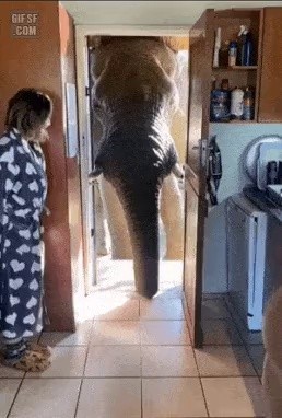 an elephant that came to play