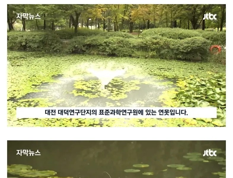 Why 50 million won worth of carp was stolen but could not be punished