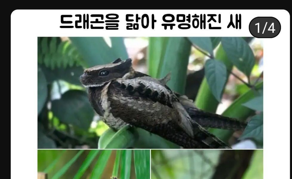 A bird made famous by its dragon-like appearance