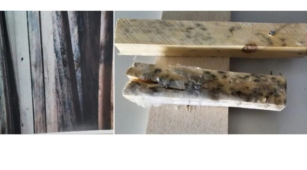 Newly constructed apartment caught with moldy materials