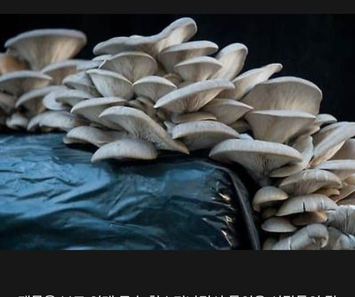 Why Oyster Mushrooms Are Carnivorous Mushrooms