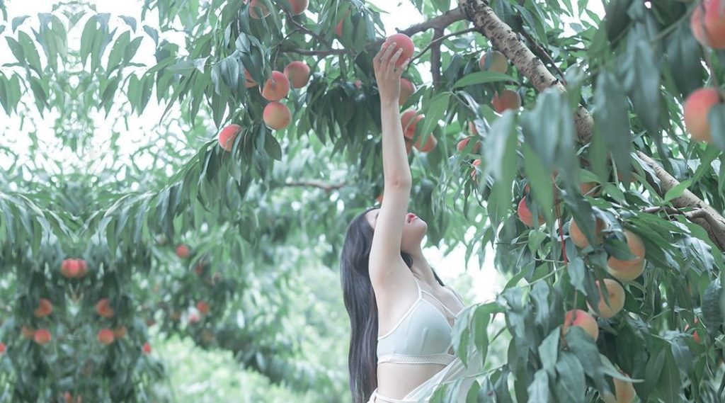 Part-time worker picking peaches