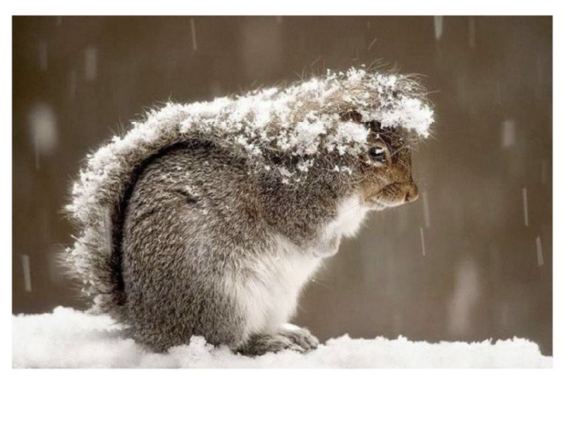 What squirrels do when it snows