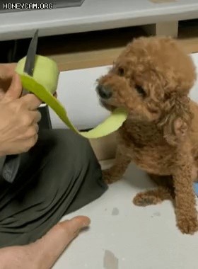 puppy eating peeled apple