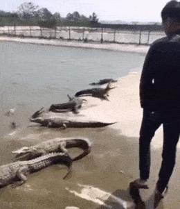 Fighting with a crocodile... this young man is amazing.