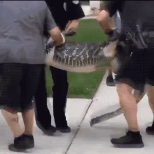 Punishment for mocking a tied up crocodile.gif