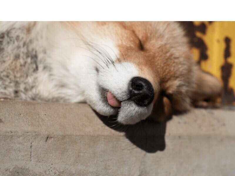 The tongue of a sleeping fox...