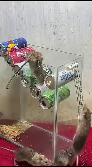 (SOUND)Refreshmentism. A rat trap made by a genius