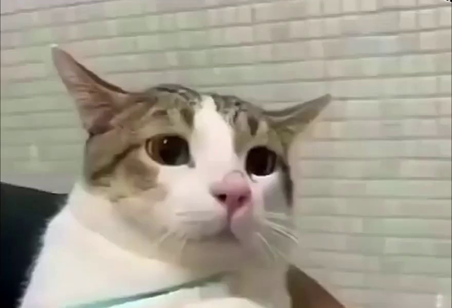 (SOUND)A cat that cherishes everything its owner gives it