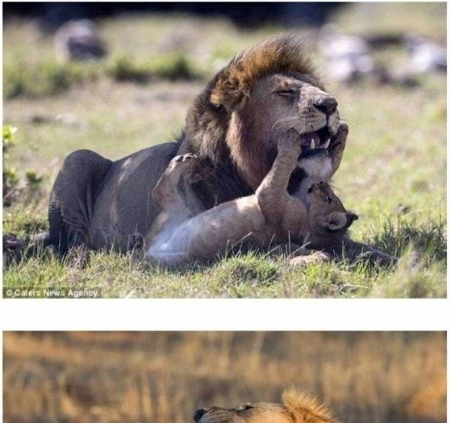 Why male lions don’t go hunting