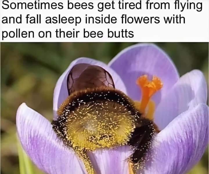 It's a bee sleeping with pollen on its butt.