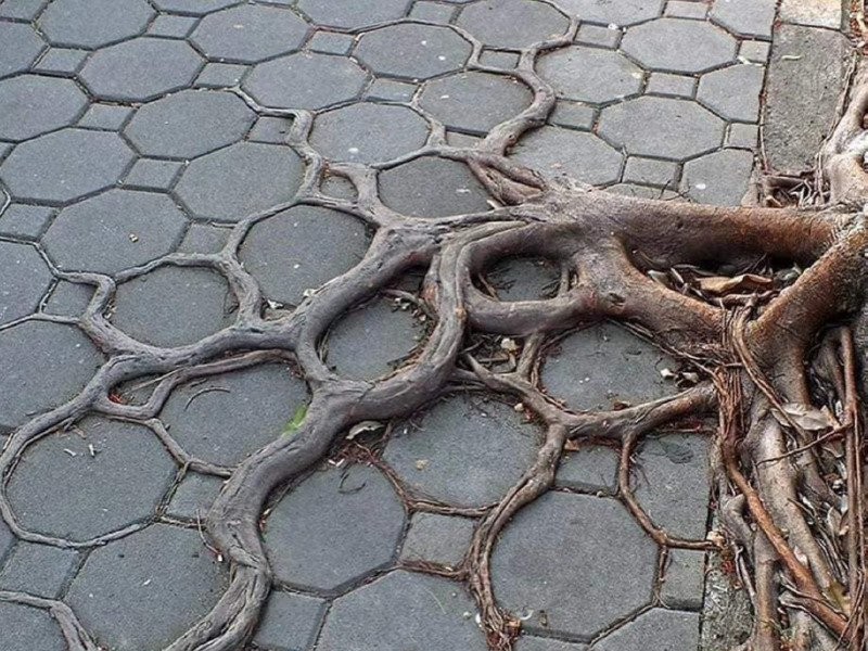 Tree roots grow like this