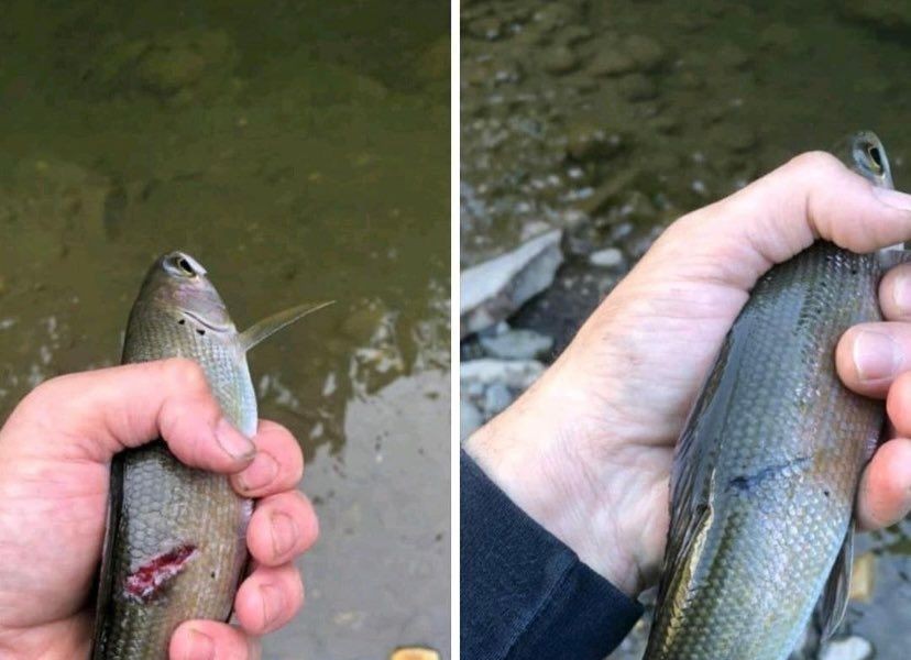 A person who caught the same fish again a month and a half later