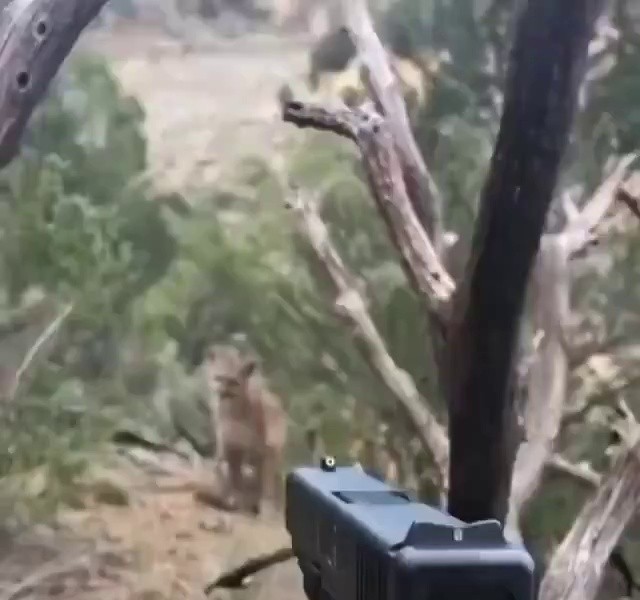 (SOUND)American encounters a mountain lion while hiking