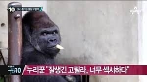 A gorilla that shakes the hearts of Japanese women