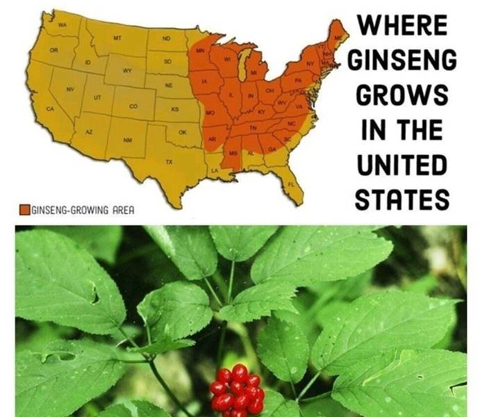 Why wild ginseng is not very popular in the United States