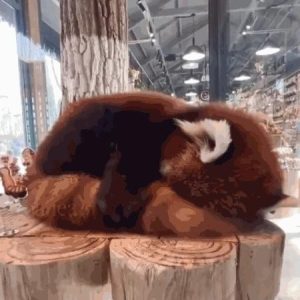 (Beware of the heart) Red panda sleeping