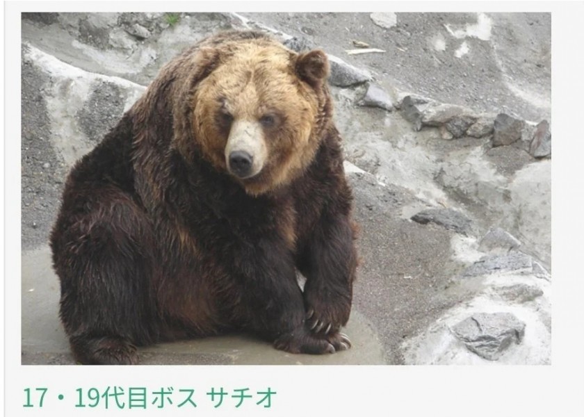 Japanese zoo brown bear profile