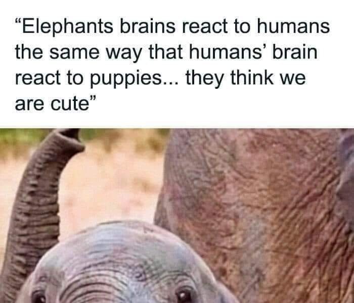 What an elephant feels when it sees a human