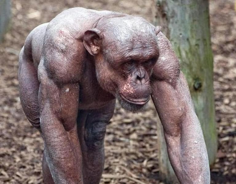 chimpanzee muscles