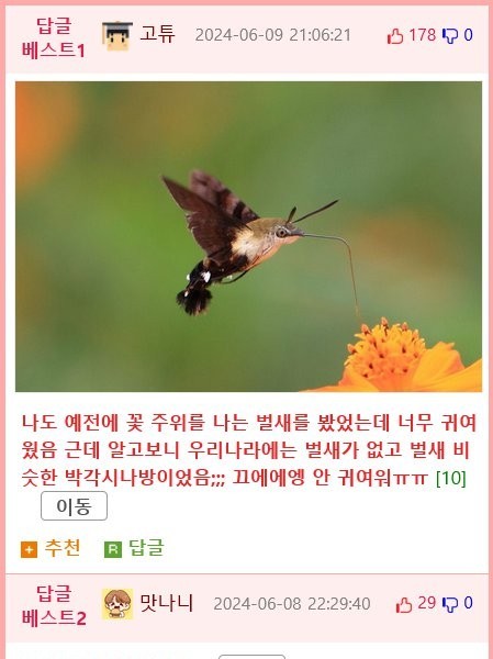 (SOUND)ㅇㅎ) Saving a hummingbird that accidentally entered the building.gif