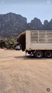 Elephant carefully getting out of the car