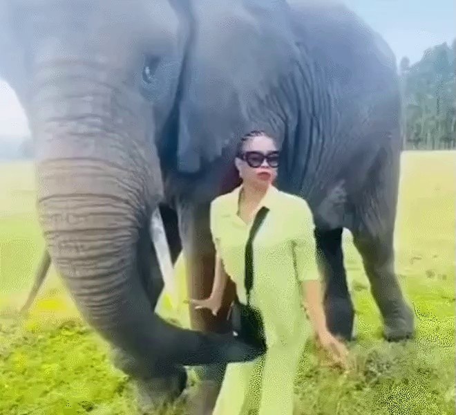 sneaky elephant
