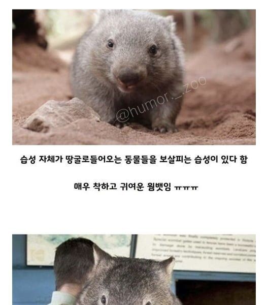 Australia's little hero wombat