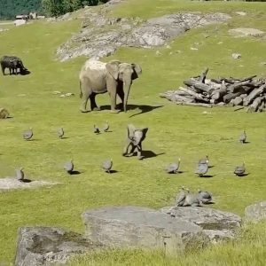 Baby elephant chasing birds