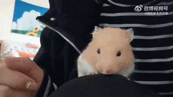 Kissing a hamster.gif