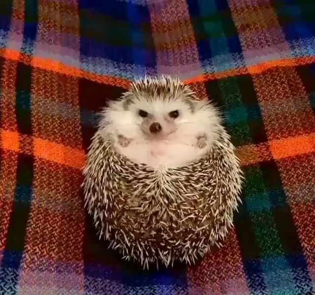 (SOUND)A hedgehog who was angry but felt relieved after smelling an apple