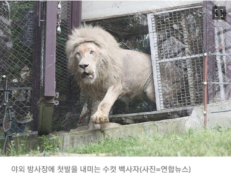 A white lion comes out for the first time in its life.