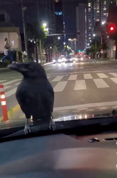 A crow riding on a car while driving