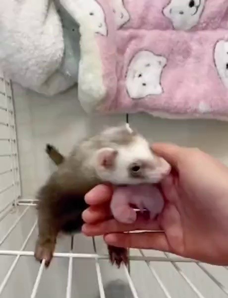 (SOUND)Ferrets showing their babies to their owners
