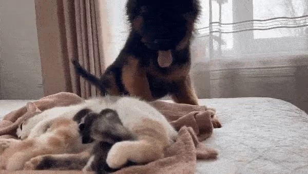 Puppy congratulating a new born kitten