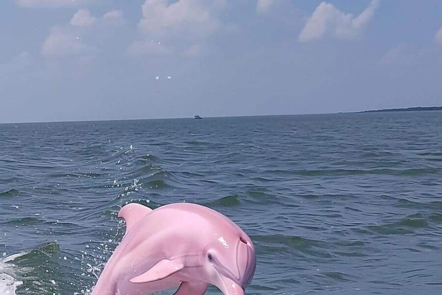 Pink dolphin discovered in North Carolina