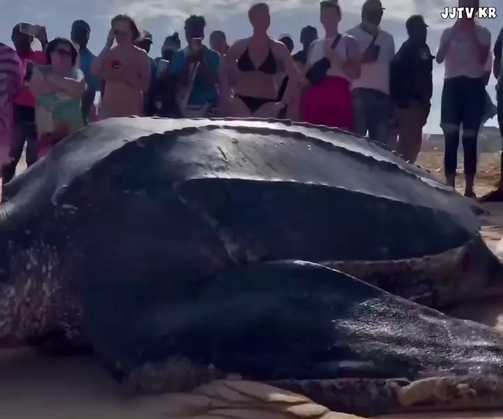 Giant sea turtle discovered in the Dominican Republic