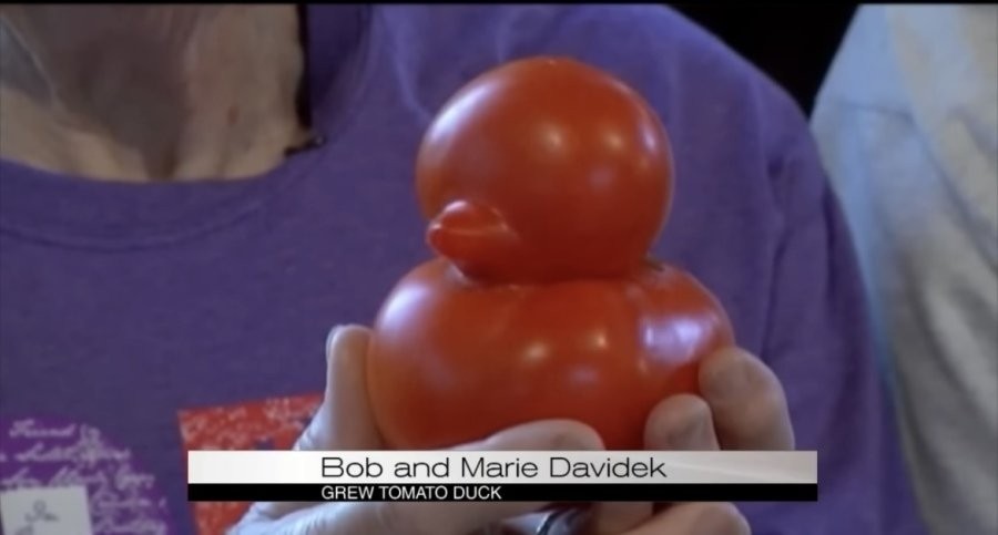An elderly American couple made news after harvesting unusual tomatoes
