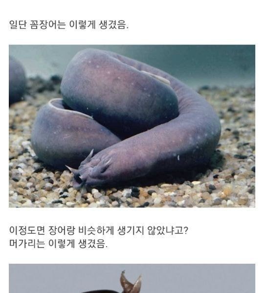 (Hate) If you know it, it's not an eel, it's a sea eel