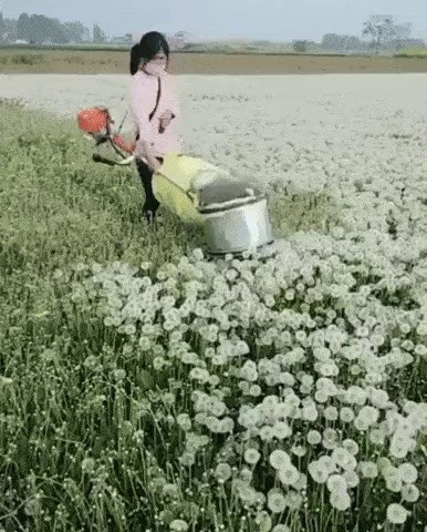 dandelion harvest